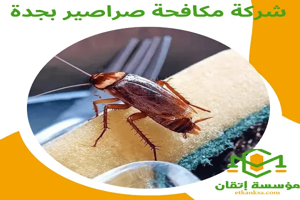 شركة مكافحة صراصير بجدة