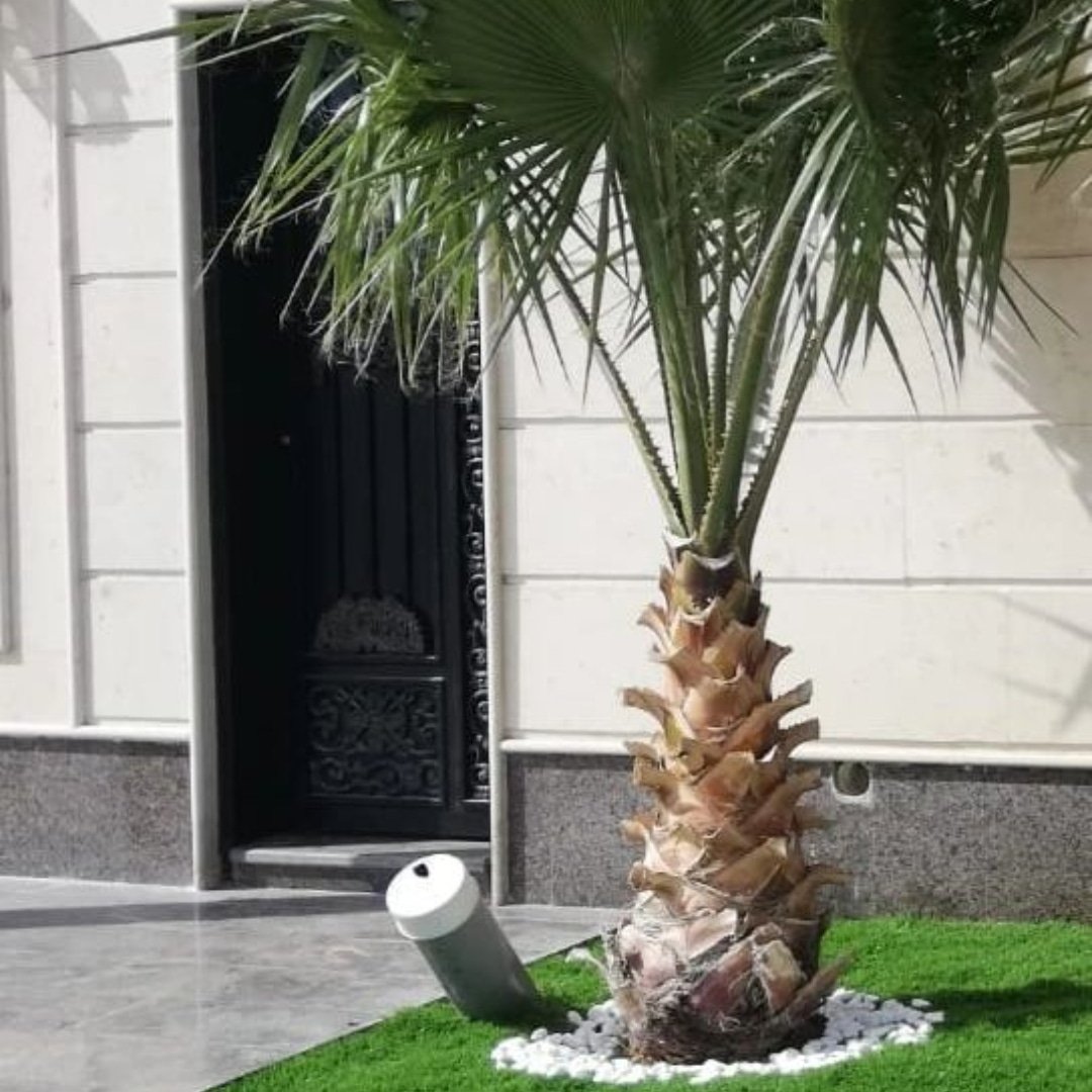 قص اشجار بالرياض