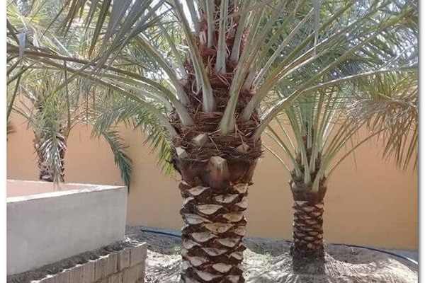 تكريب نخيل مكة