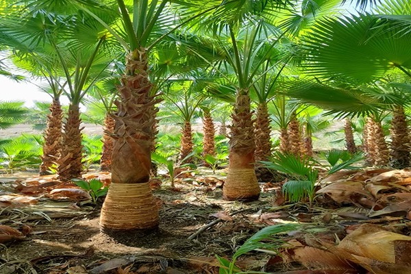 تكريب نخيل مكة