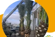 تكريب نخيل بالطائف