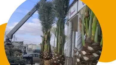 تكريب نخيل بالطائف