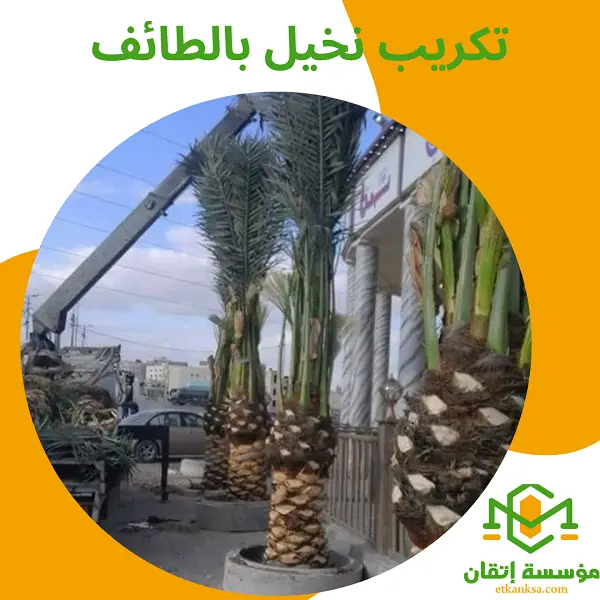 تكريب نخيل بالطائف