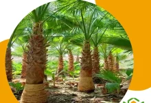 تكريب نخيل مكة