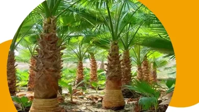 تكريب نخيل مكة