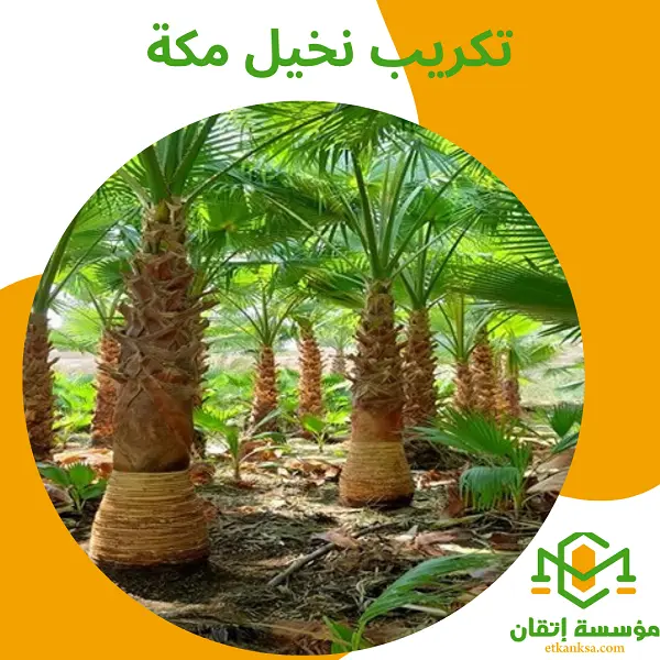 تكريب نخيل مكة