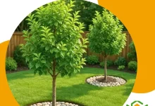 قص اشجار جدة