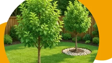 قص اشجار جدة