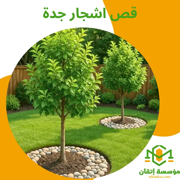 قص اشجار جدة